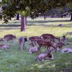 Corpus Christi Long Weekend Outing: Käfertaler Wald, Mannheim