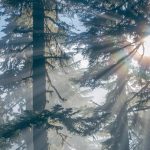 Naturalism: A Short Introduction