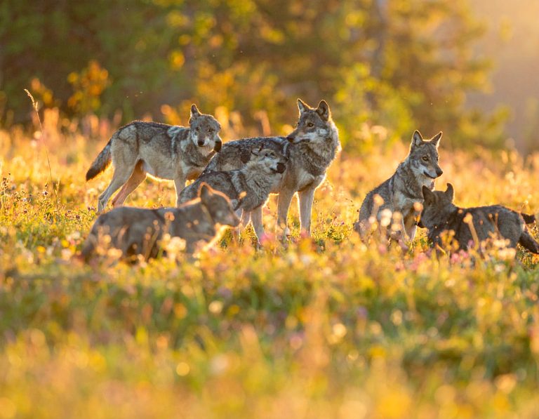 The Alpha Male Myth
